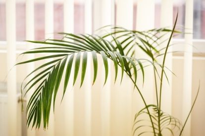 Plant of the Week: Areca