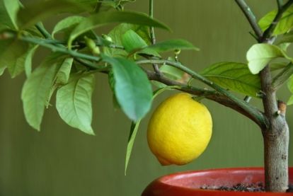 Plant of the Week: Citrus