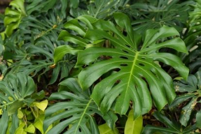 Plant of the Week: Monstera