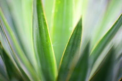 Plant of the Week: Yucca
